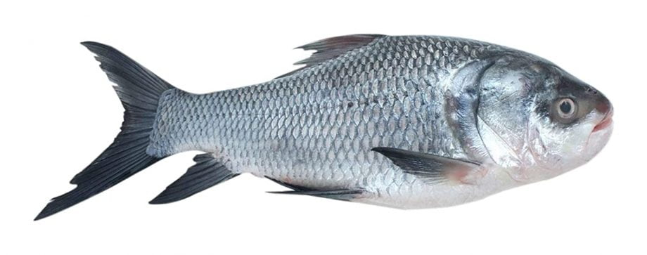 Fish Catla Image pengzaa