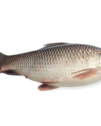 Fish Rohu Rui pengzaa